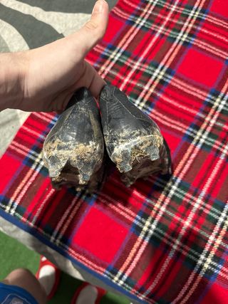 Botas Adidas Predator Top Gama