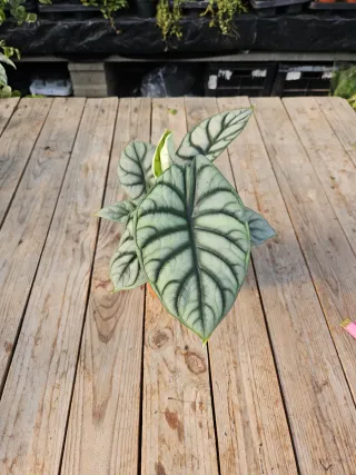 Alocasia