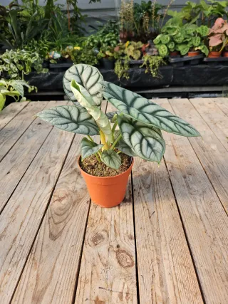 Alocasia