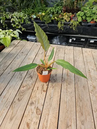 Philodendron choco impress