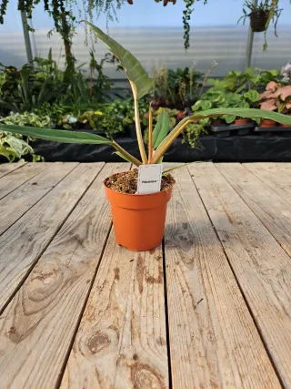 Philodendron choco impress