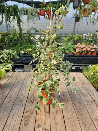 Ficus Triangular Variegado