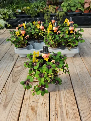 Trevo da sorte Oxalis