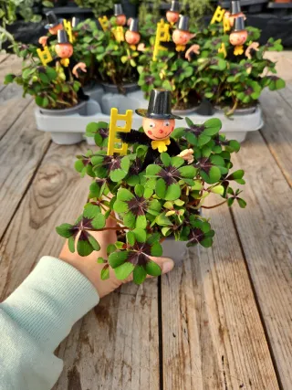 Trevo da sorte Oxalis