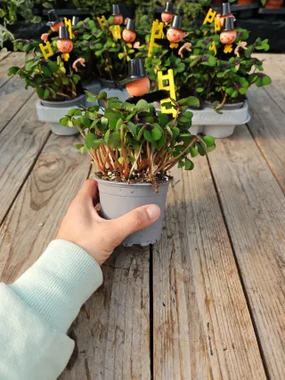 Trevo da sorte Oxalis