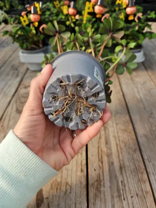 Trevo da sorte Oxalis