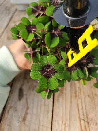 Trevo da sorte Oxalis