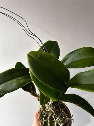 Orquídea Cattleya Nell Hammer