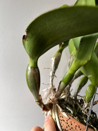 Orquídea Cattleya Nell Hammer
