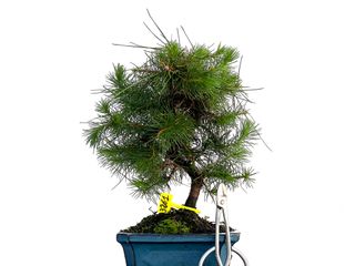 Pinus Halepensis 3261 Bonsái