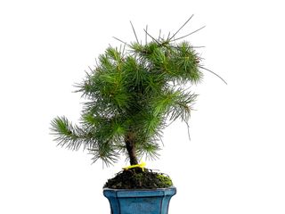 Pinus Halepensis 3261 Bonsái