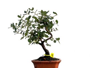 Bonsái Quercus Suber 3259