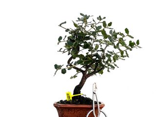 Bonsái Quercus Suber 3259