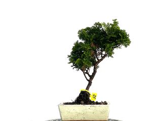 Chamaecyparis Obtusa Nana Bonsái 3287