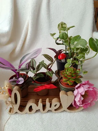 Lote de plantas navidad