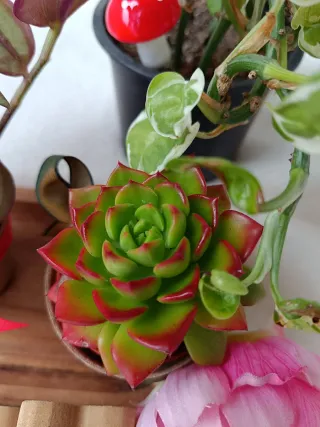 Lote de plantas navidad