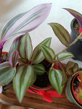 Lote de plantas navidad