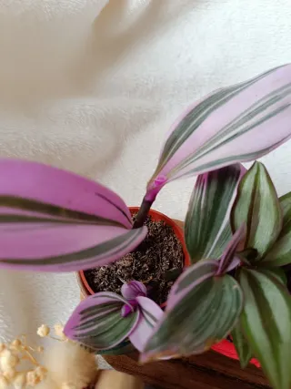 Lote de plantas navidad