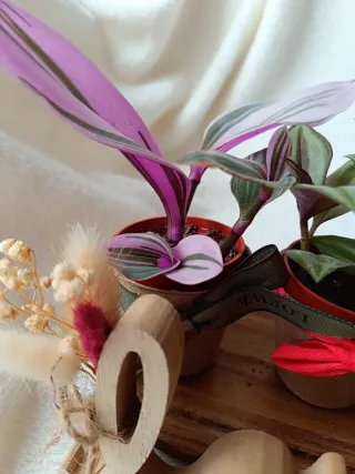 Lote de plantas navidad