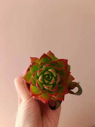 Lote de plantas navidad