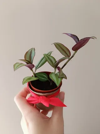 Lote de plantas navidad