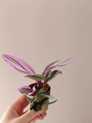 Lote de plantas navidad