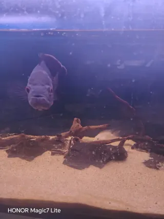 Acuario 173L con mueble