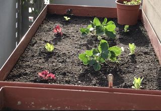 Mesa de cultivo metálica elevada.