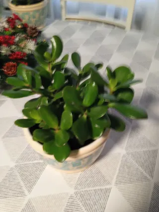 Planta Jade en maceta decorada