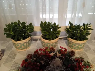 Planta Jade en maceta decorada