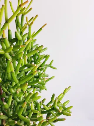 Rhipsalis Hatiora Planta Suculenta