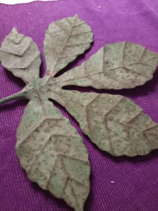 Hoja forjada antigua