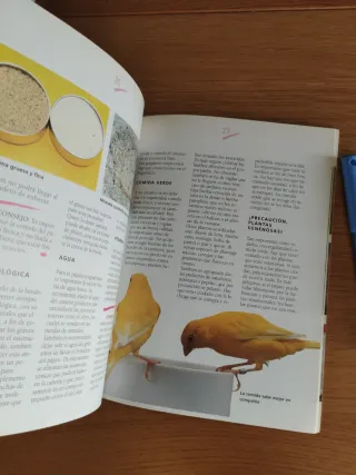 Los canarios cómo alojarlos y cuidarlos correct...