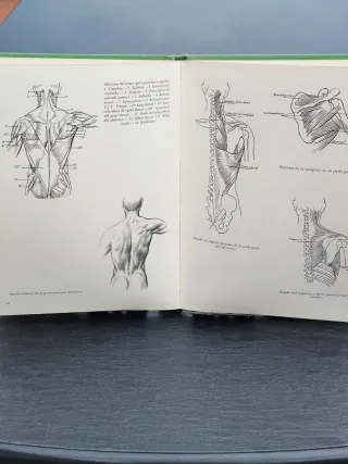Libro Anatomía Artística