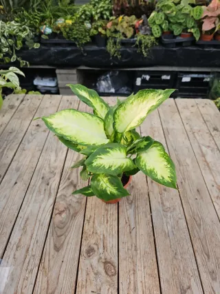 Dieffenbachia