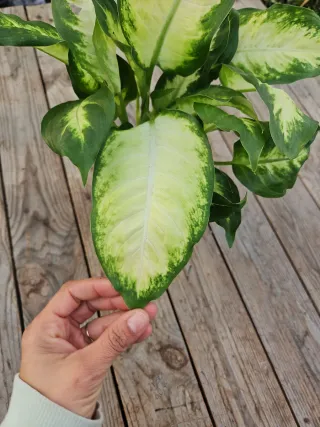 Dieffenbachia