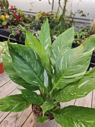 Spathiphyllum variegado "Lírio da paz"