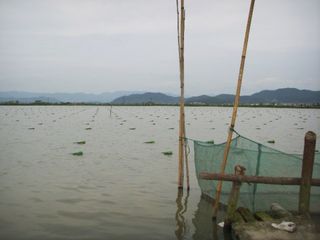 Collar de Perlas Auténticas