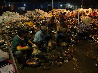 Collar de Perlas Auténticas