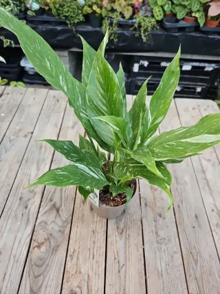 Spathiphyllum variegata Lírio da paz
