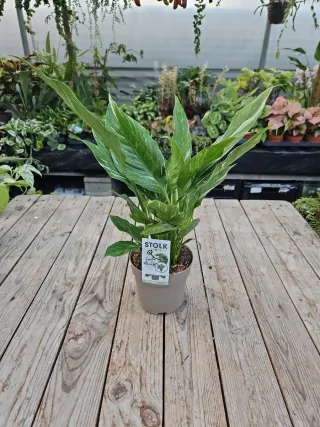 Spathiphyllum variegata Lírio da paz