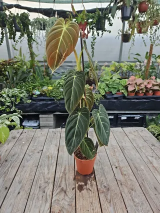 Filodendro Melanochrysum