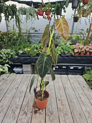 Filodendro Melanochrysum