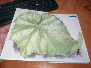 Libro: FANTASÍAS A LA MANERA DE CALLOT