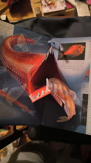 Animales nocturnos pop-up libro