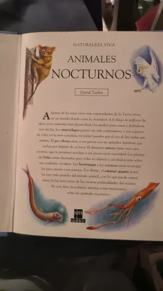 Animales nocturnos pop-up libro