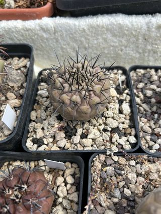 Copiapoa columna alba