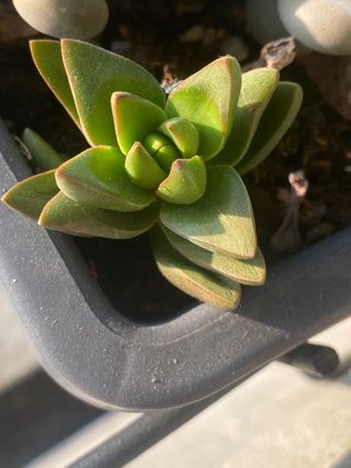 Pianta succulenta Echeveria