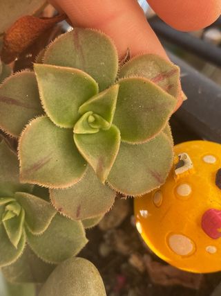 Pianta succulenta Echeveria