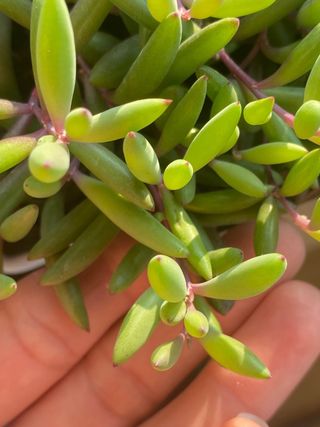 Pianta succulenta Echeveria